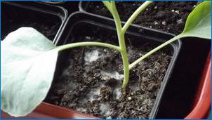 Мухъл в саксии от вътрешни растения: видове, причини и начини за борба