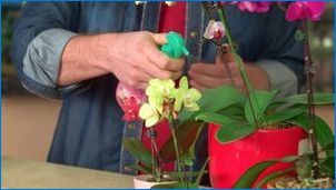 Хранене орхидеи по време на цъфтежа