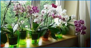 Хранене орхидеи по време на цъфтежа
