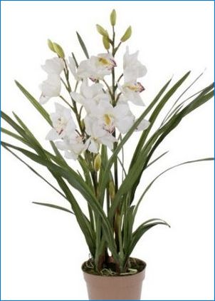 Маркирайте за орхидеи: видове и правила за избор