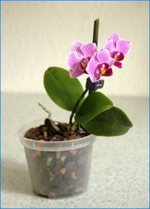 Маркирайте за орхидеи: видове и правила за избор
