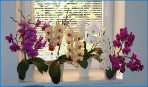 Колко цветя на орхидеите и как да удължите цъфтежа си?