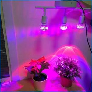 LED лампи за растения: сортове и съвети за избор