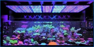 LED лампи за растения: сортове и съвети за избор