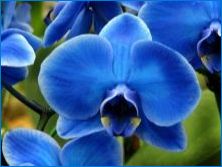 Торове за орхидеи: сортове, съвети за избор