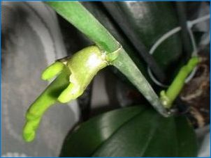 Торове за орхидеи: сортове, съвети за избор