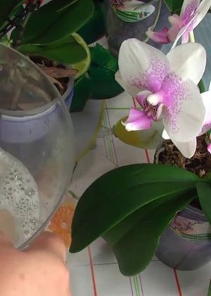 Всичко за орхидеи