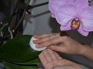 Всичко за орхидеи