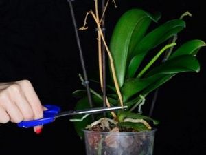 Жълти орхидеи: описание, видове и грижи