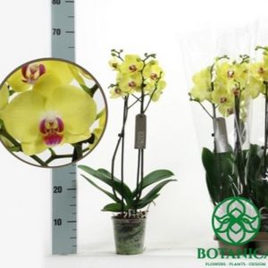 Жълти орхидеи: описание, видове и грижи