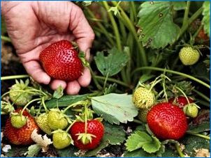 Как и как да се притесняваме след плодните ягоди?