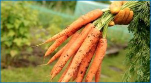 Какво и как да се хранят моркови през юни?