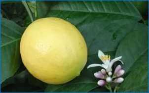 Какво и как да коригирате лимон у дома?