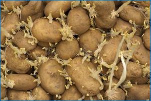 Какво ще стане, ако картофите имат дълги кълнове?