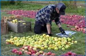 Как да запазим ябълките за зимата в мазето?