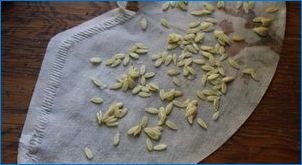 Как да накисвате семена от краставица преди кацане?