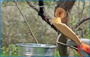 Кога да изрежете ябълкови дървета?