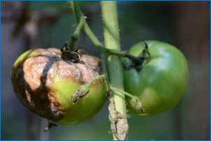 Народни средства от фитофолас върху домати