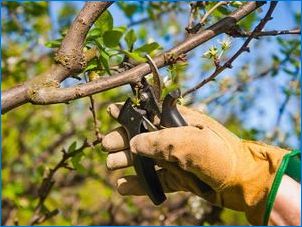 Характеристики и технология за развъждане на ябълкови дървета