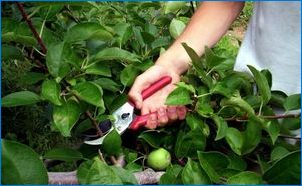 Характеристики и технология за развъждане на ябълкови дървета