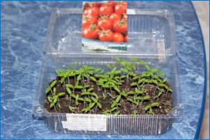 Характеристики на удължаването на семена от домати за разсад