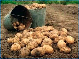 Защо потъмнява картофите и какво да правим?