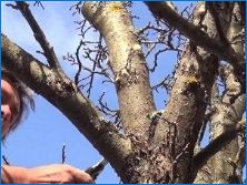 Правила и схема на подстригване на старо ябълково дърво