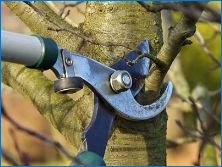 Правила и схема на подстригване на старо ябълково дърво