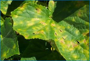 Причините за появата на петна върху листата на краставиците и тяхното лечение