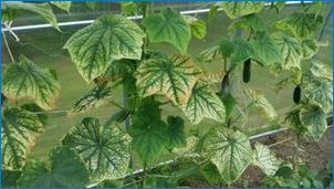 Причините за появата на петна върху листата на краставиците и тяхното лечение