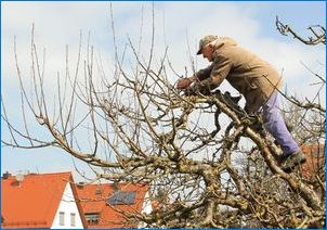 Сортовете на рак на ябълкови дървета и методи за борба с болестите