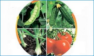 Всичко, което трябва да знаете за засаждането на доматите