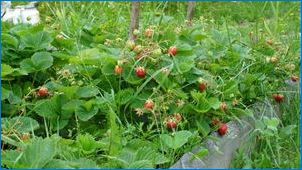 Всичко, което трябва да знаете за градината от ягода