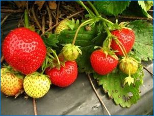 Всичко, което трябва да знаете за градината от ягода