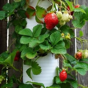 Растящи ягоди в тръба вертикално