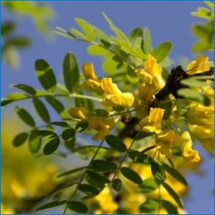 Acacia Yellow: описание, възпроизвеждане и тайни на отглеждането