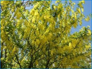 Acacia Yellow: описание, възпроизвеждане и тайни на отглеждането
