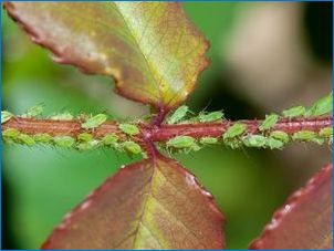 Как да се лекуват рози от листни въшки и как изглежда като вредител?
