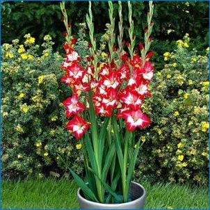 Gladiolus в саксии: сортове, кацане и грижи