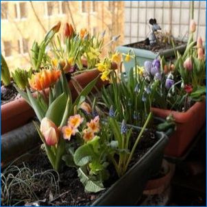 Gladiolus в саксии: сортове, кацане и грижи