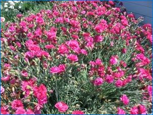 Carnation Siza: описание, разновидности, препоръки за отглеждане