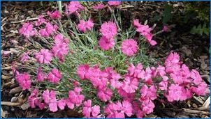 Carnation Siza: описание, разновидности, препоръки за отглеждане