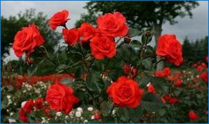 Характеристика и отглеждане на салитъчни рози