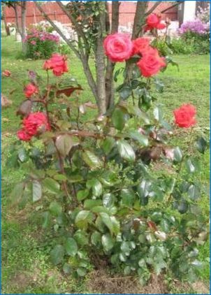 Характеристика и отглеждане на салитъчни рози
