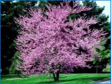 Джудидо Дърво: Характеристики и особености на растежа