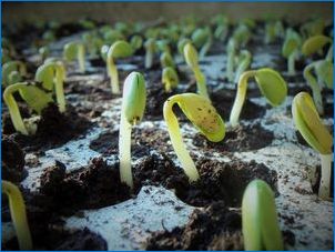 Как да расте флокали от семена?