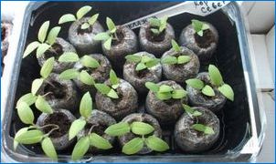 Как да расте хортензия от семена?