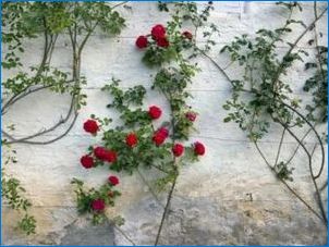 Какви са подкрепата за многобройните рози и как да ги накарате да го направят сами?