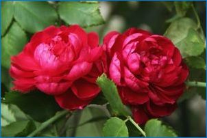 Канадски рози: описание на сортовете и сублетките за кацане