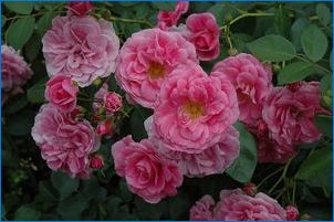 Канадски рози: описание на сортовете и сублетките за кацане